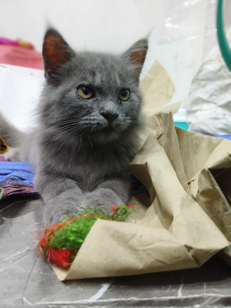 Photo #12206588