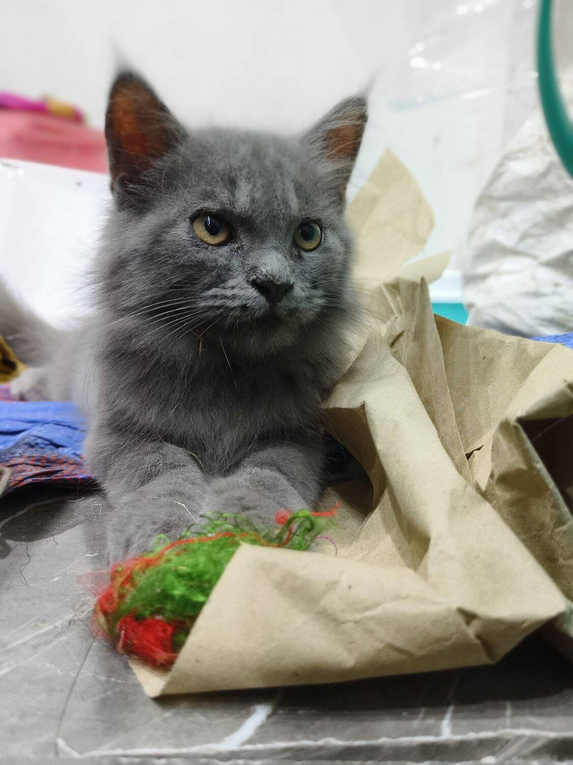 Photo #12206588