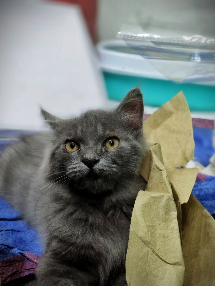 Photo #12206589