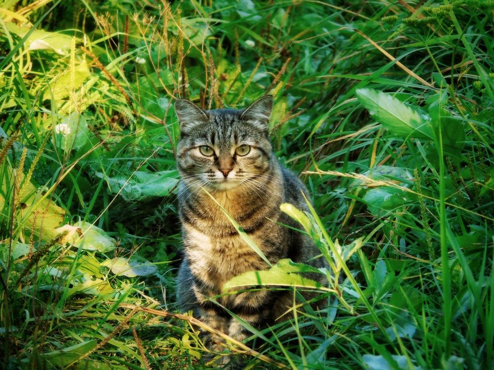 Фотография автора Екатерина Солохина