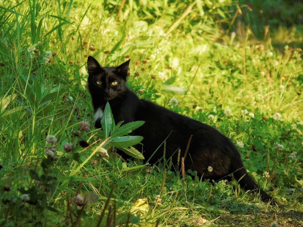 Фотография автора Екатерина Солохина