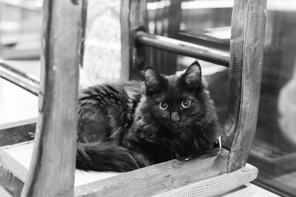 Царь деревянного трона