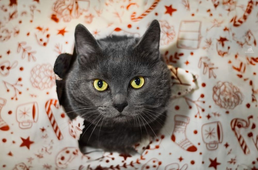 Фотография автора Кира Демина