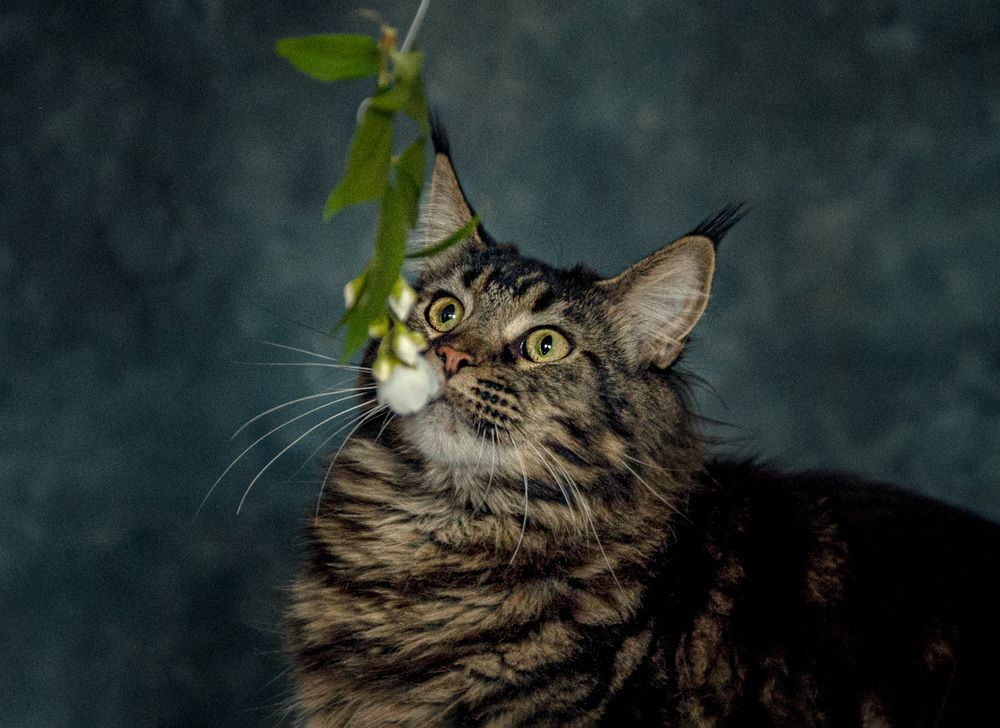 Photograph by Милана Бабченко