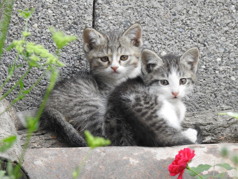 Фотография автора Shavkat Tojiyev