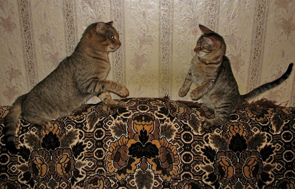 отцы и дети