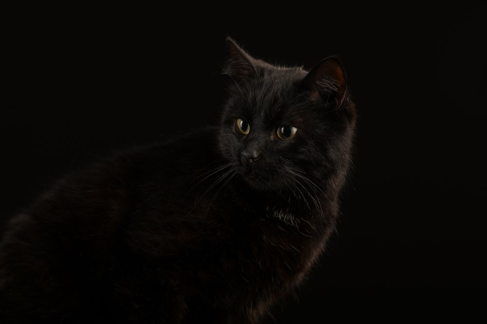 Фотография автора Алена Ковалёва