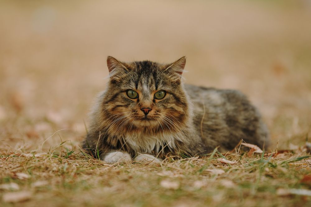 Photograph by Алена Ковалёва