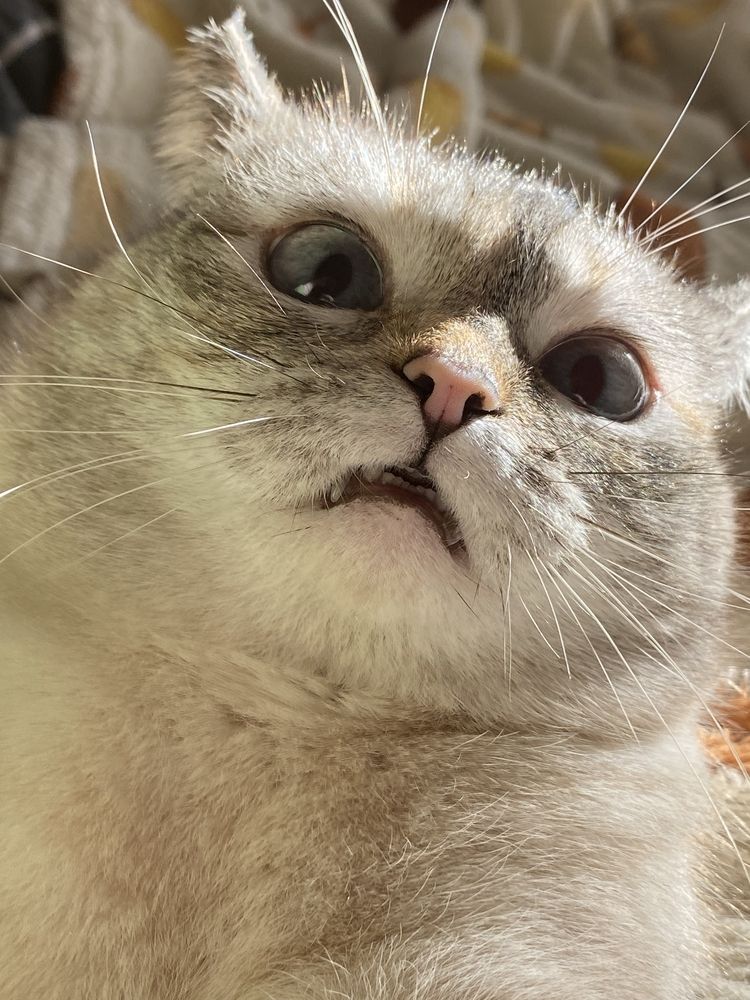 Фотография автора Meline Mikoyan