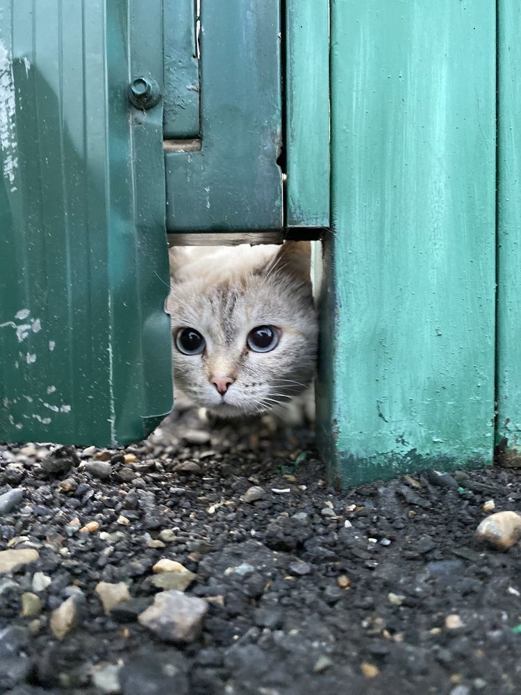 Фотография автора Meline Mikoyan