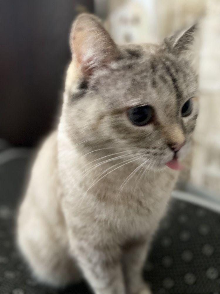 Фотография автора Meline Mikoyan