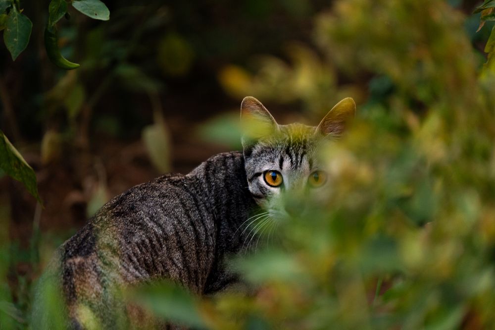 Фотография автора Arpit Dhore