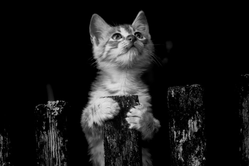 Photograph by Лупина Михаил