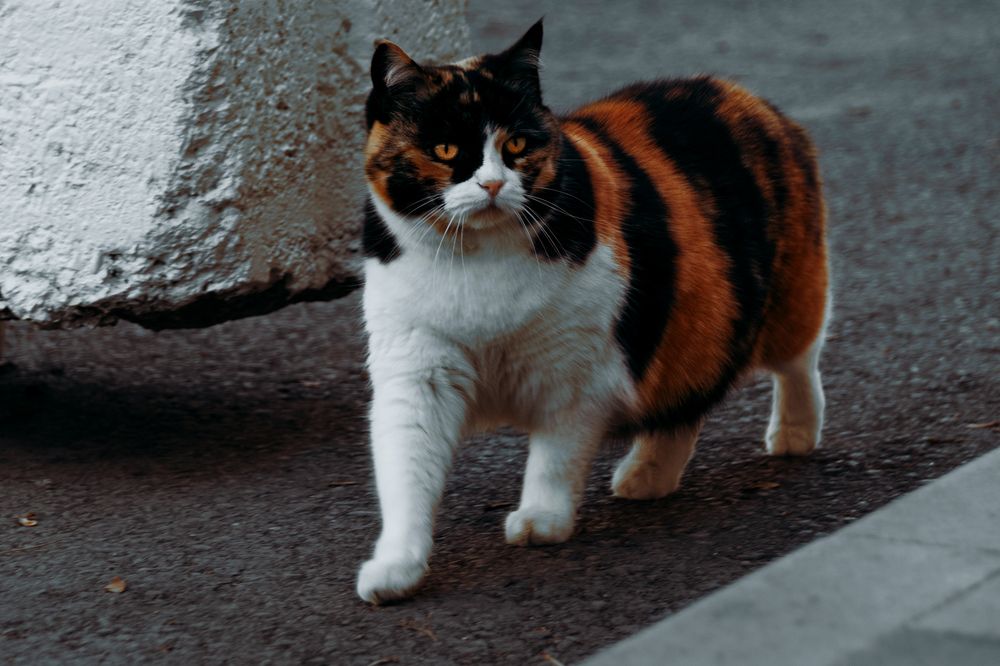 Photograph by Сергей Удовиченко