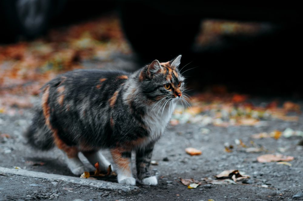 Photograph by Сергей Удовиченко