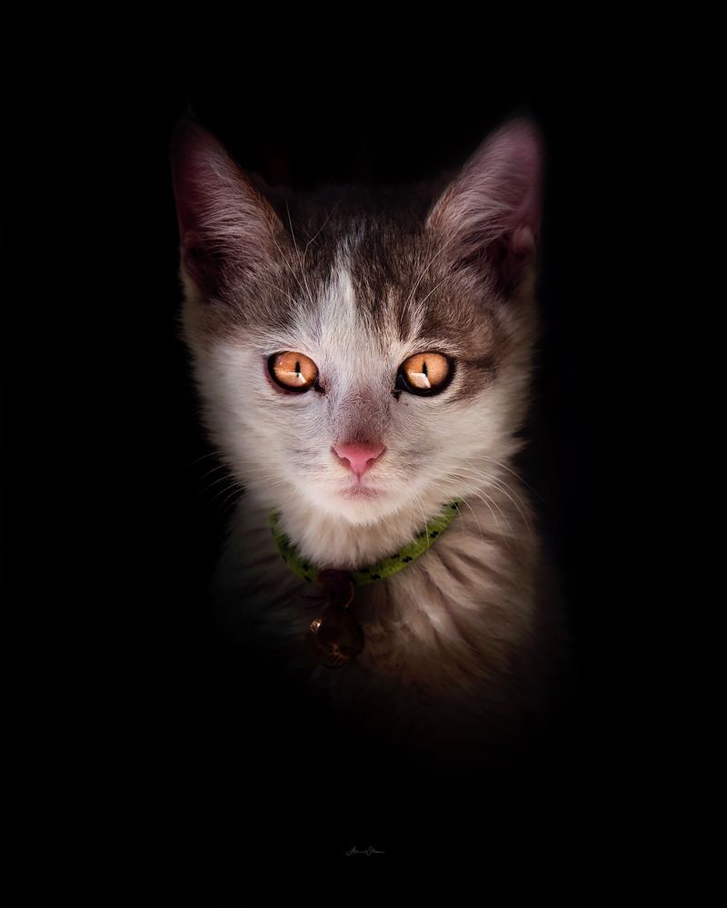 Photograph by Aman Wilson