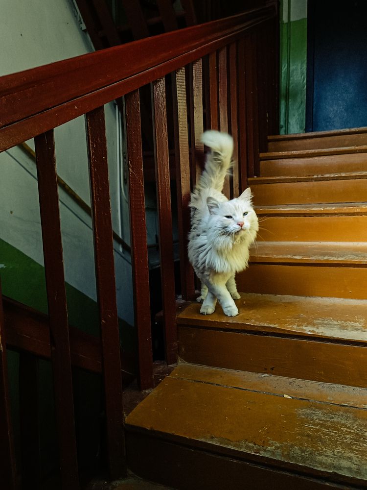 Фотография автора Ирина Романовская