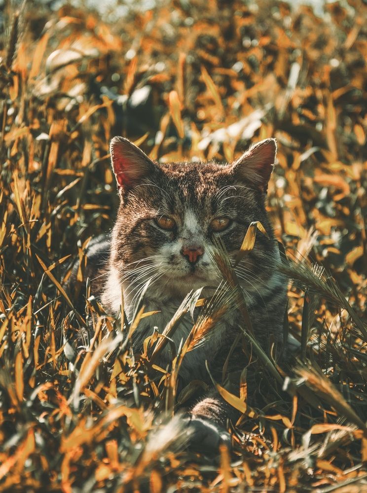 Photograph by Diony Alexander Sánchez Estevez