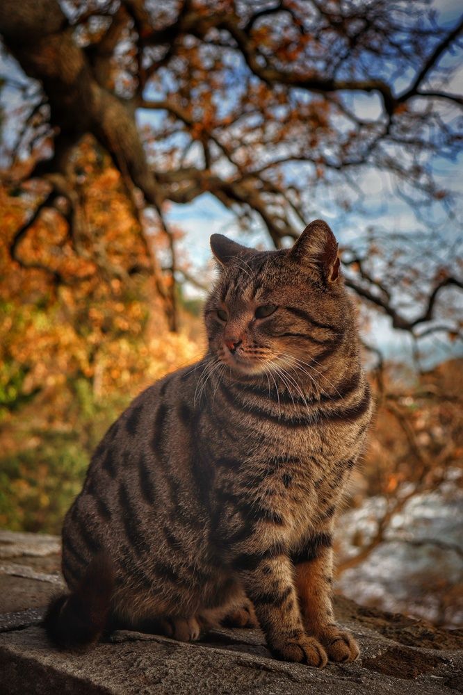 Снова осень