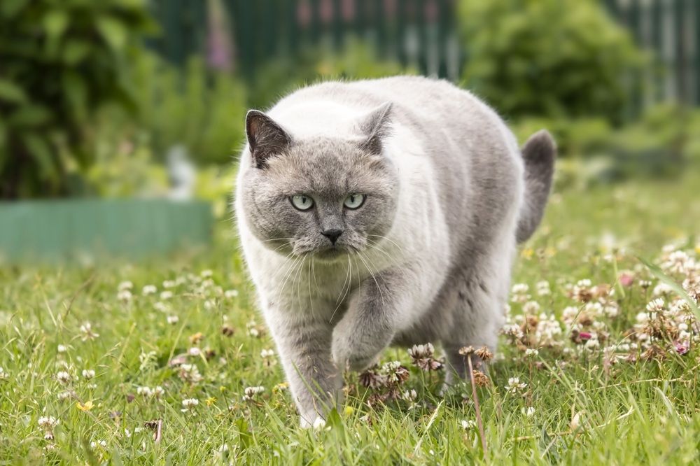 Увидел птичку