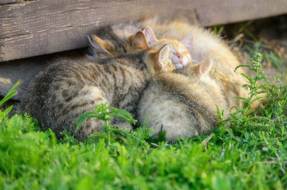 Photograph by Roman Dmitriev