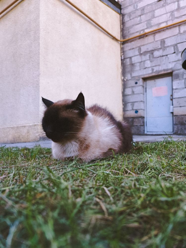 Фотография автора Ирина Романовская