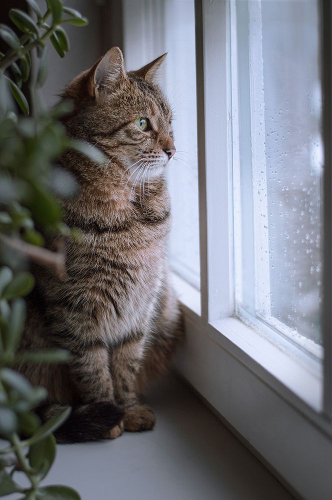 Загрустила кошка.