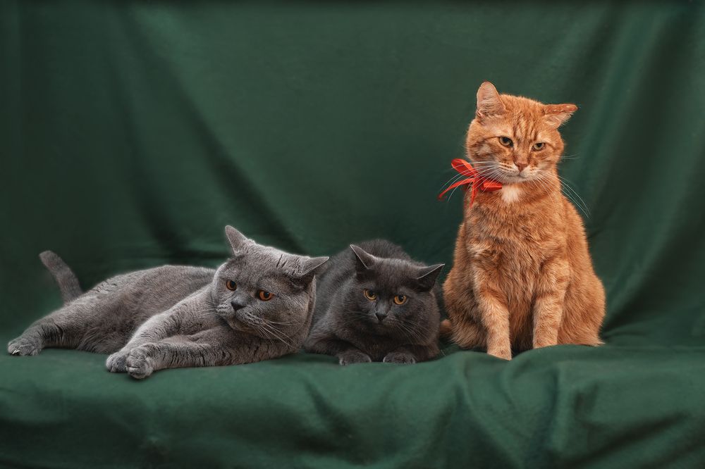 Photograph by Наталья Дунаевская