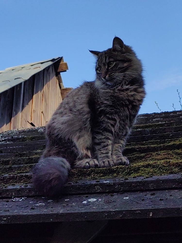 Майский кот