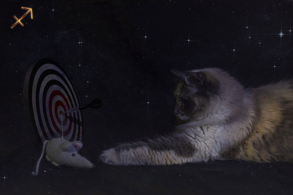 Кошачий зодиак: Стрелец