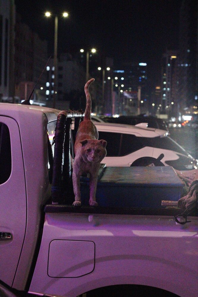 Фотография автора Яна Сергеева