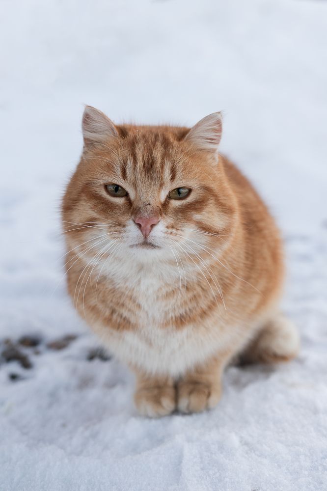 Photograph by Юлия Шевцова