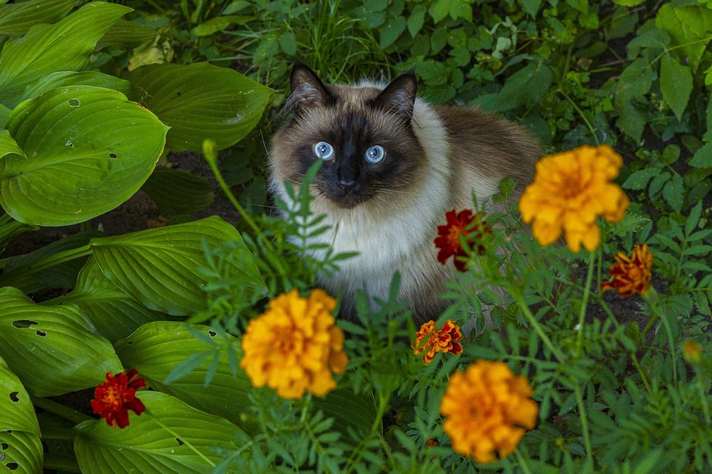 Люблю цветы