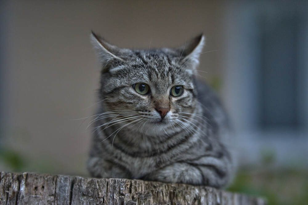 Photograph by Максим Карпович