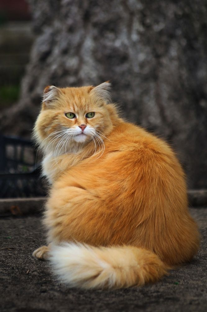 Photograph by Татьяна Бравая