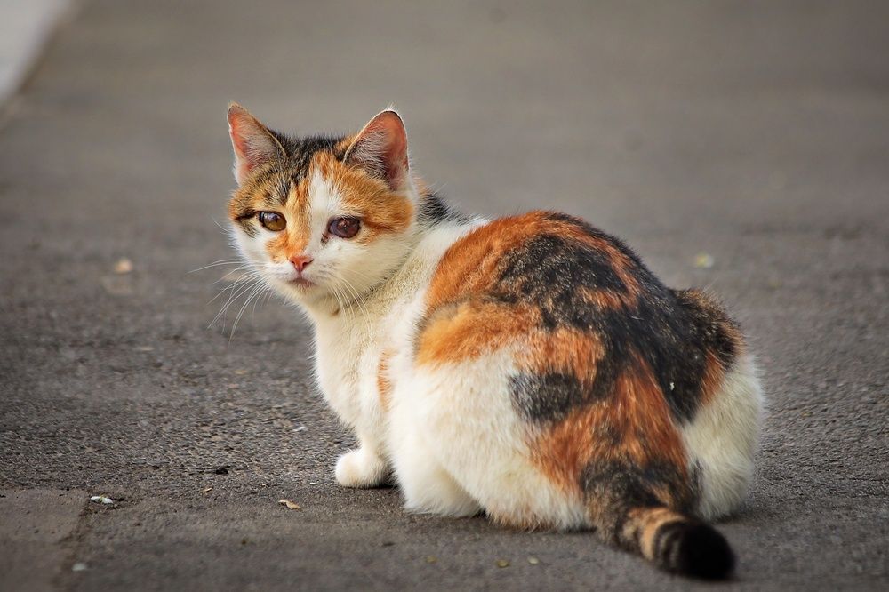 Photograph by Татьяна Бравая