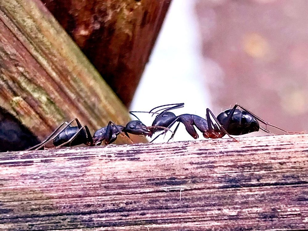 Photograph by Rahul Raman