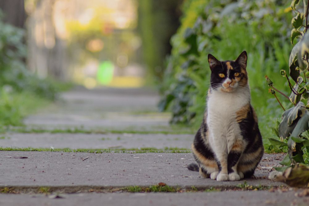 Photograph by Fernando Gabriel Castro Ortiz