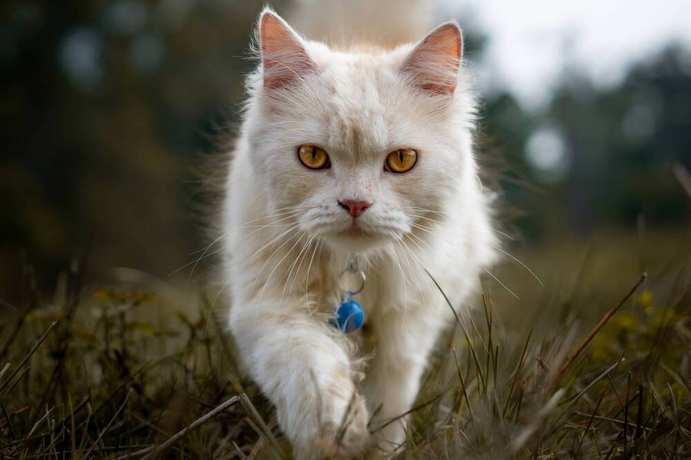 Photograph by Manu Shahdeo