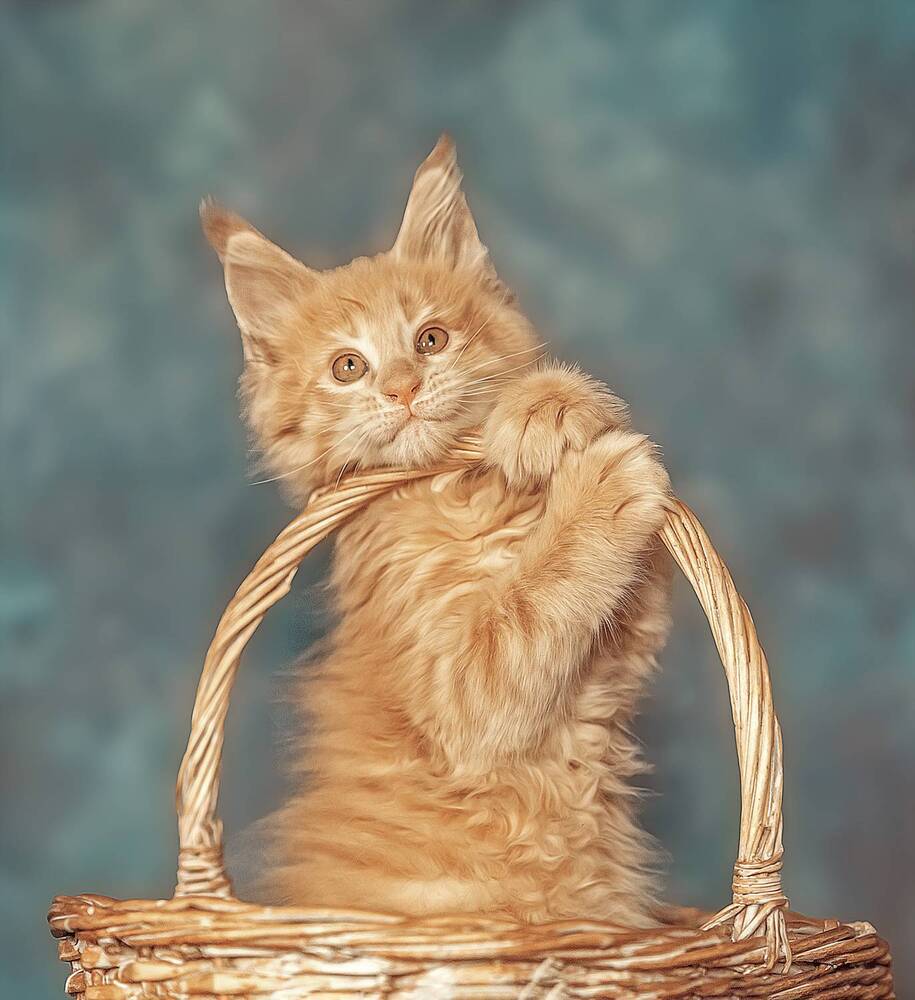 Photograph by Милана Бабченко