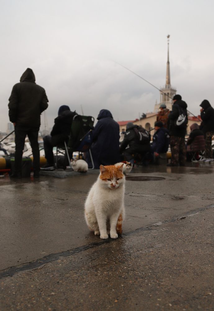Котики Сочи