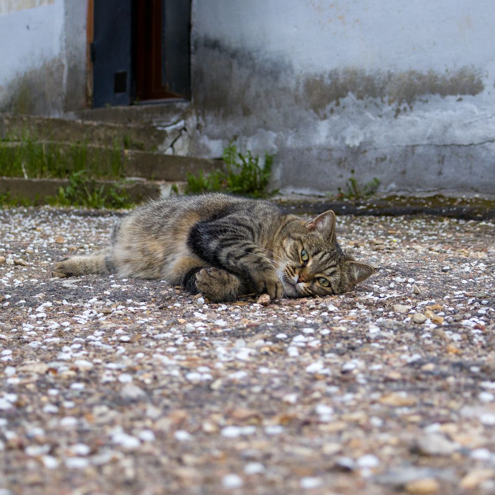 Photograph by Юлия Алексейчикова