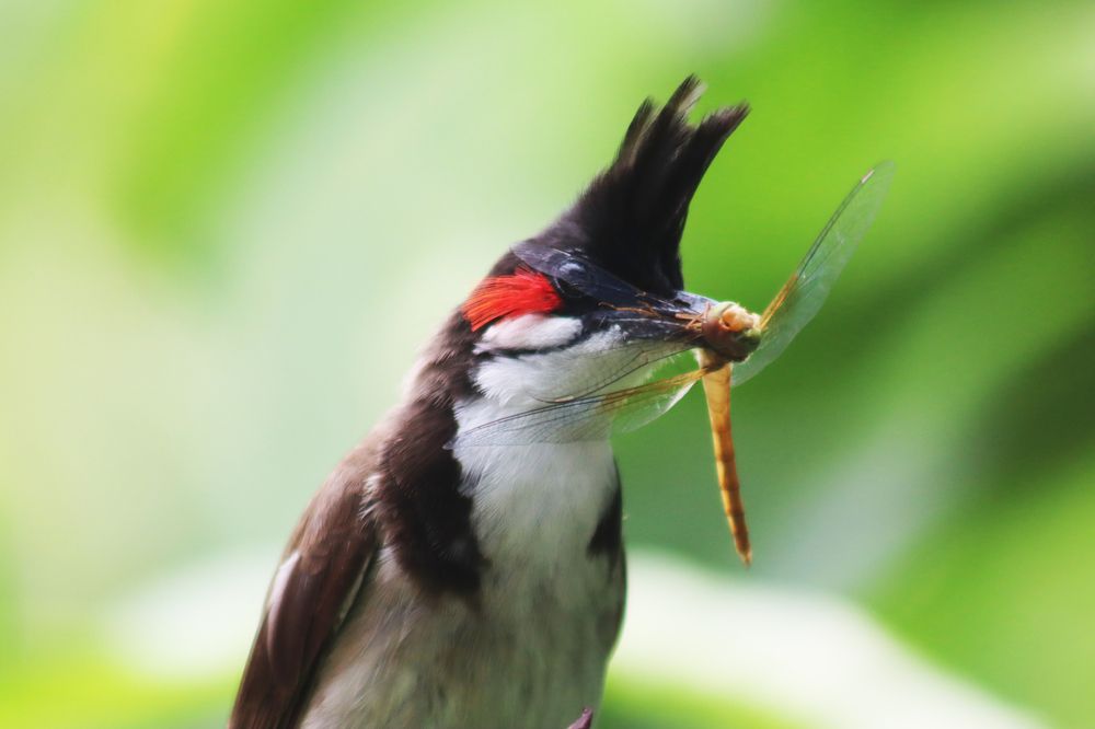 Photograph by SURAJIT SARKAR