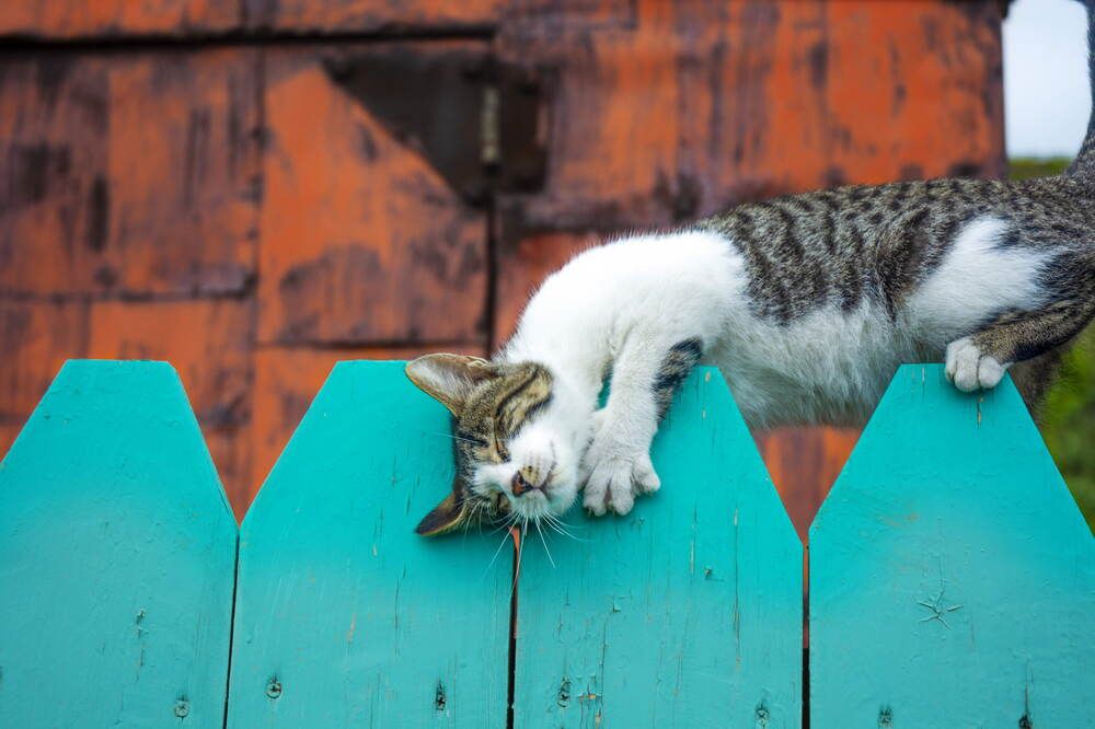Мой любимый, мой родной