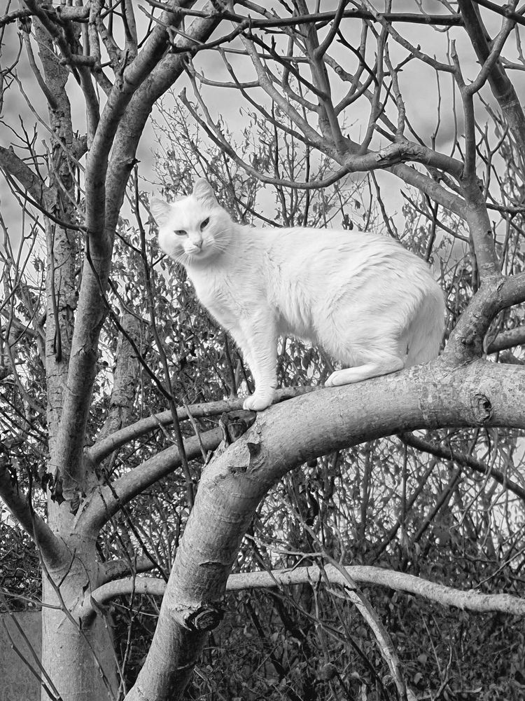 Photograph by George Pavlov