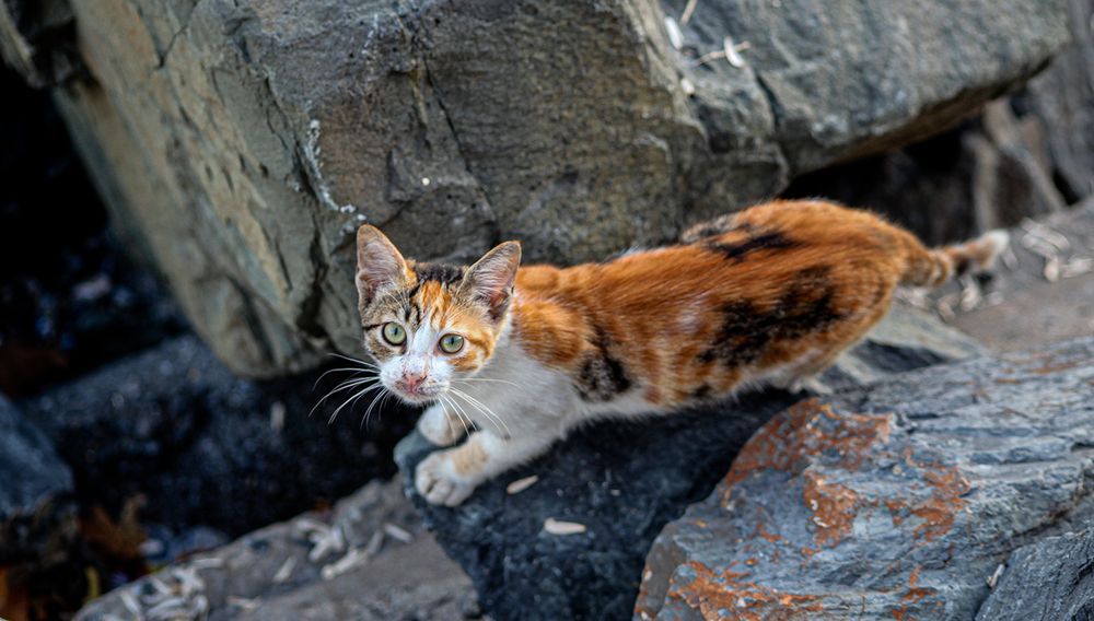 Photograph by zaid alwattar