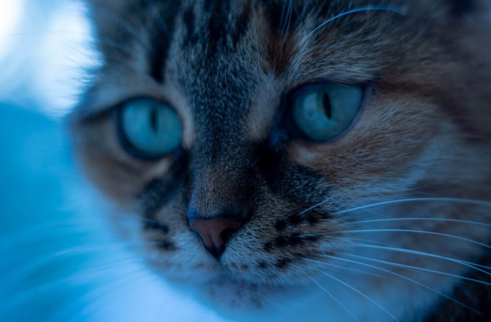 Photograph by Игорь Симонов