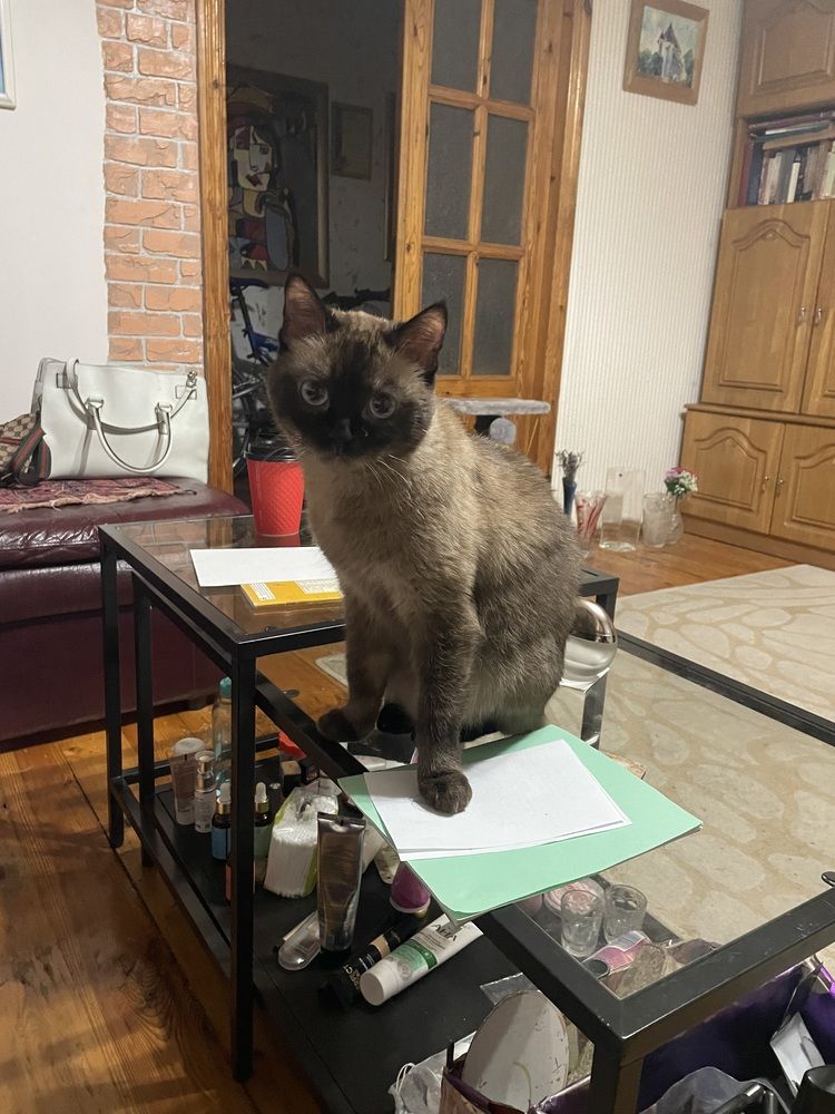 Фотография автора Арина Мясникова