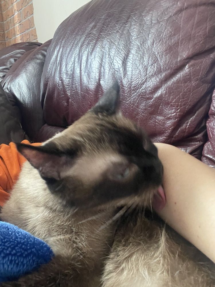 Фотография автора Арина Мясникова