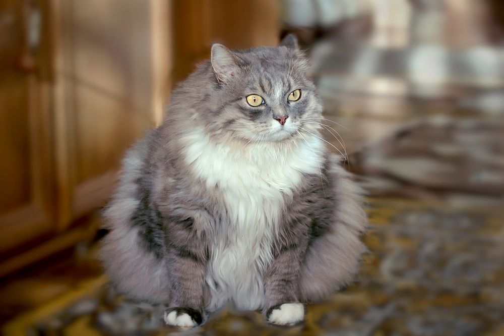 Photograph by Шруб (Беляева) Татьяна